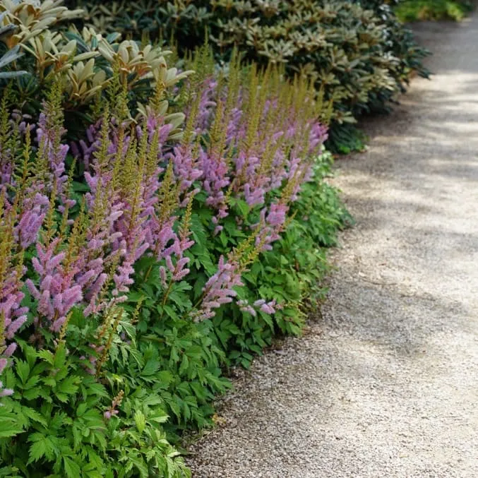 Teppichspiere Violett
