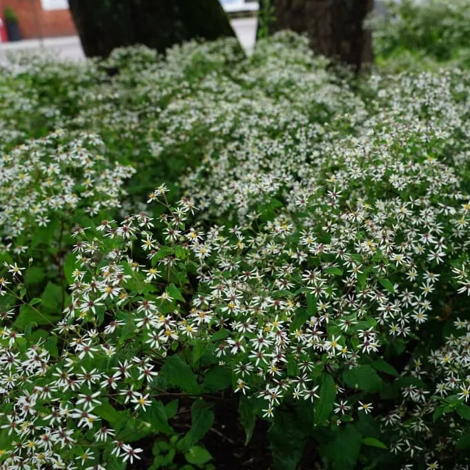 Wald-Aster Weiß
