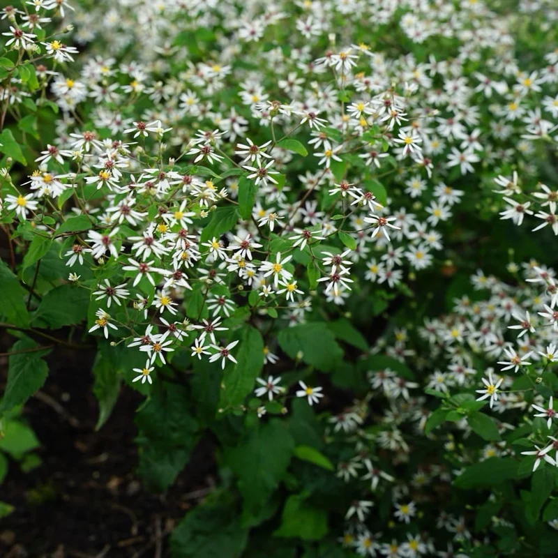 Wald-Aster Weiß