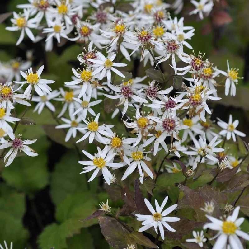 Wald-Aster Weiß