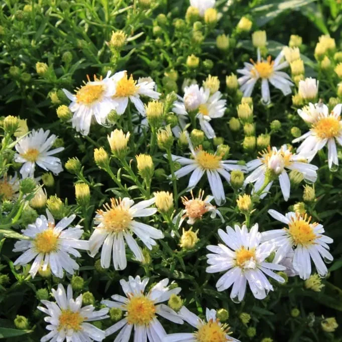 Kissen-Aster 'Apollo' Weiß