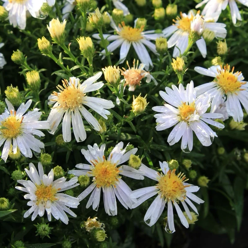 Kissen-Aster 'Apollo' Weiß