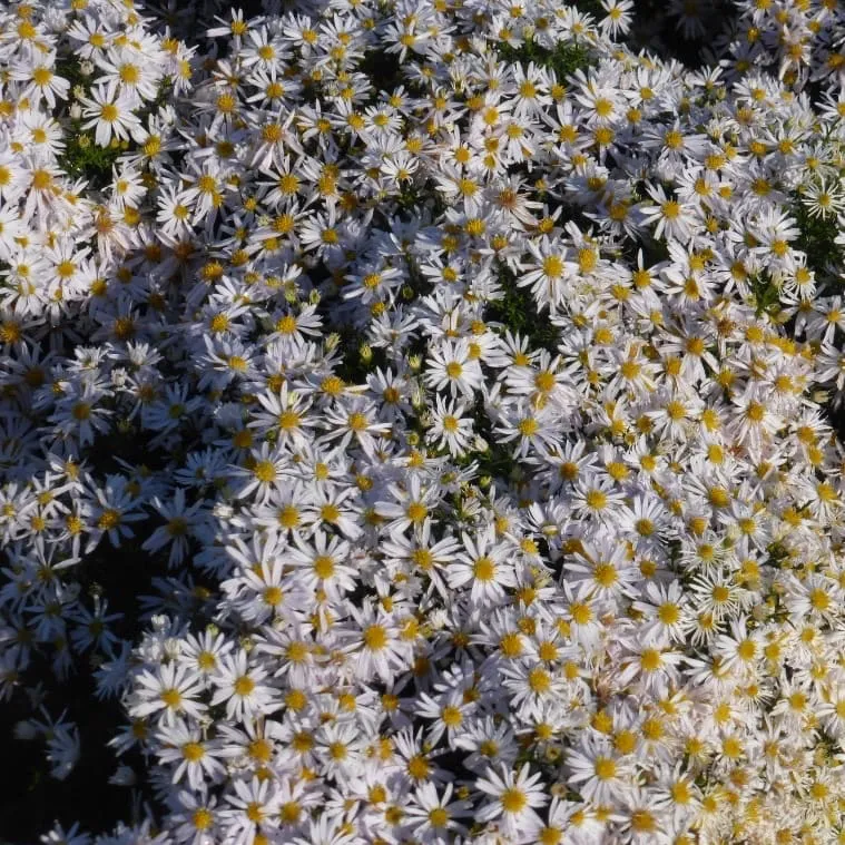 Kissen-Aster 'Apollo' Weiß