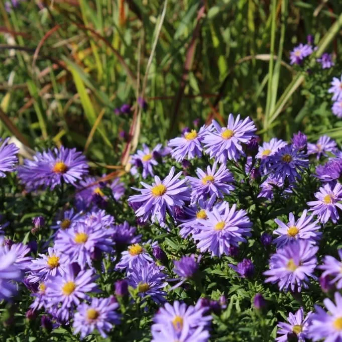 Kissen-Aster 'Prof. Anton Kippenberg' Violett