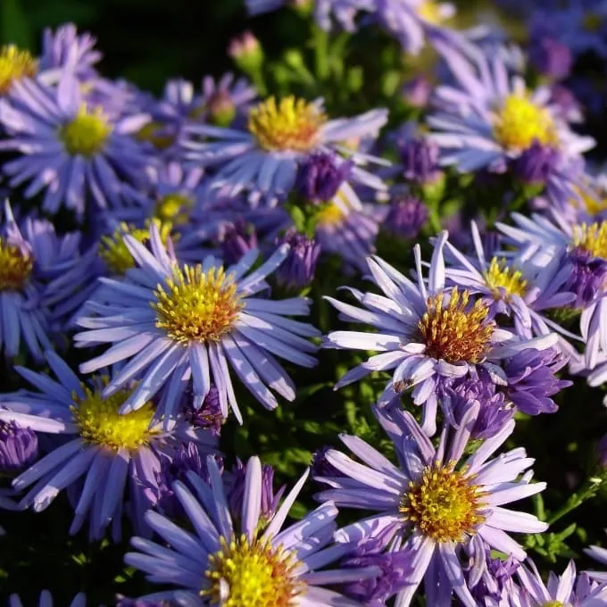 Kissen-Aster 'Prof. Anton Kippenberg' Violett