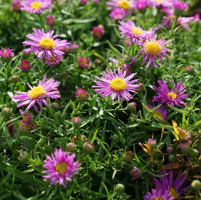 Kissen-Aster 'Kassel' Purpur