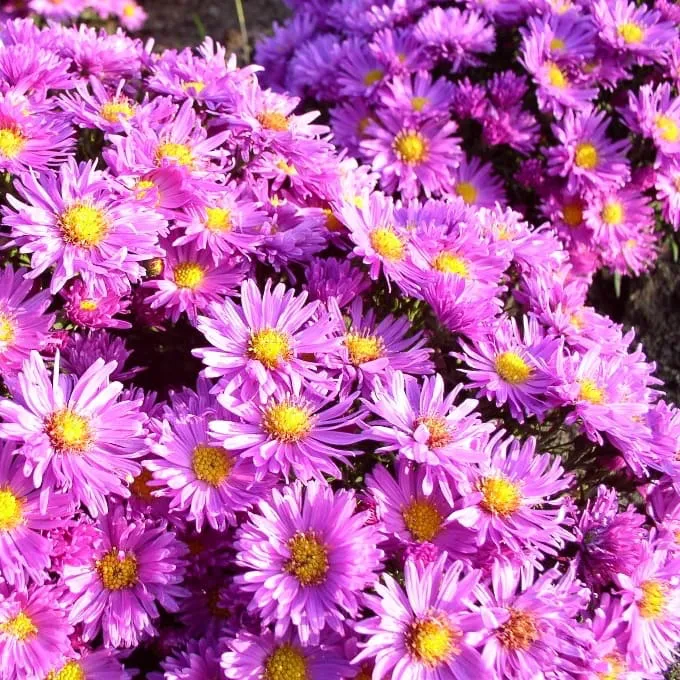 Kissen-Aster 'Kassel' Purpur