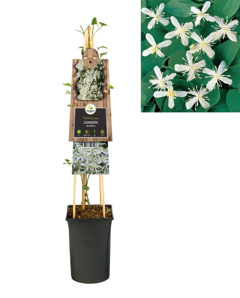 Kletterpflanzen Clematis terniflora (Huhnbeere)