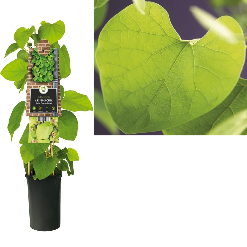 Kletterpflanze Aristolochia durior (Macrophylla)