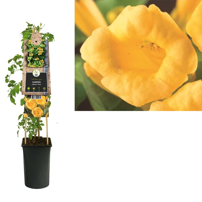Kletterpflanze Campsis radicans Flava (Trompetenblume)