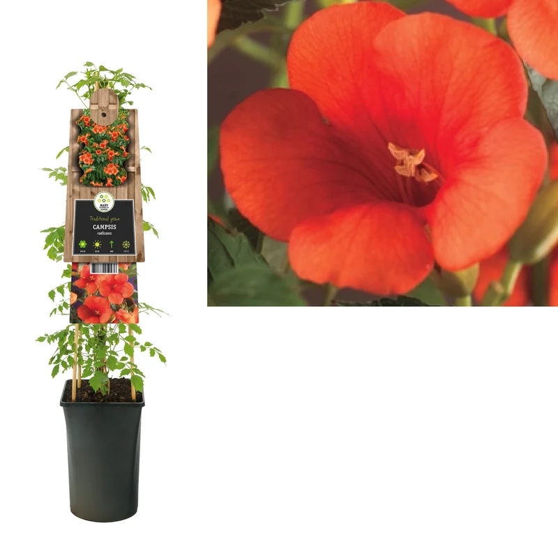 Kletterpflanze Campsis radicans (Trompetenblume)