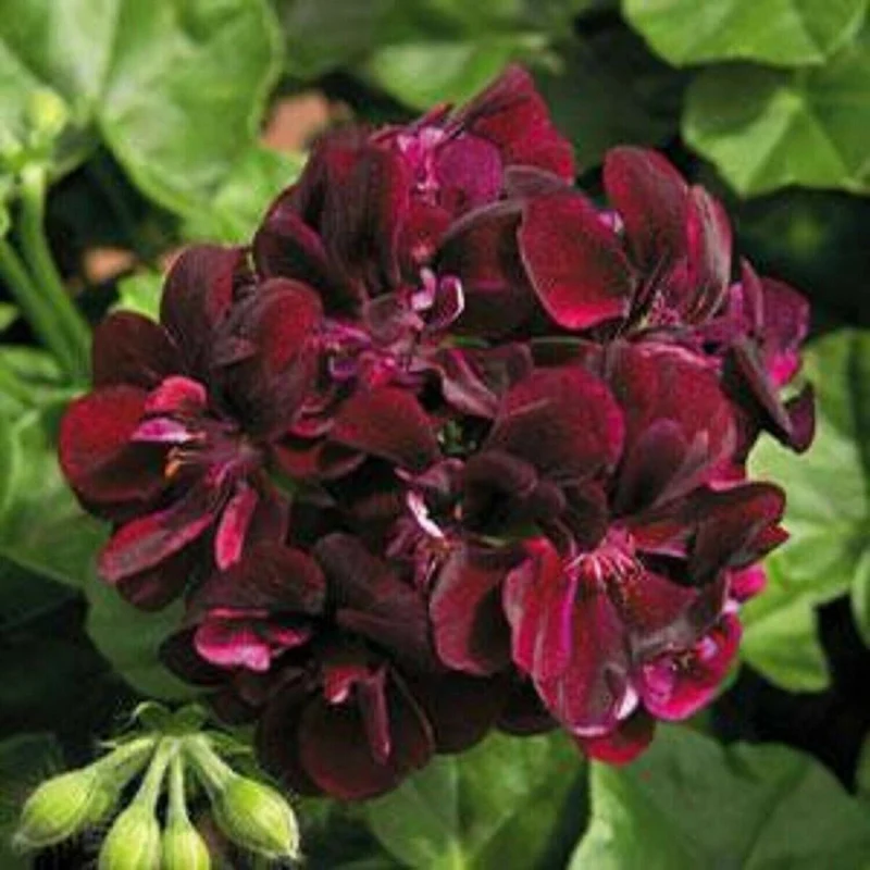 Chocolate Brown Geranium Flower Seeds, Rare Exotic Blooms, Non-GMO