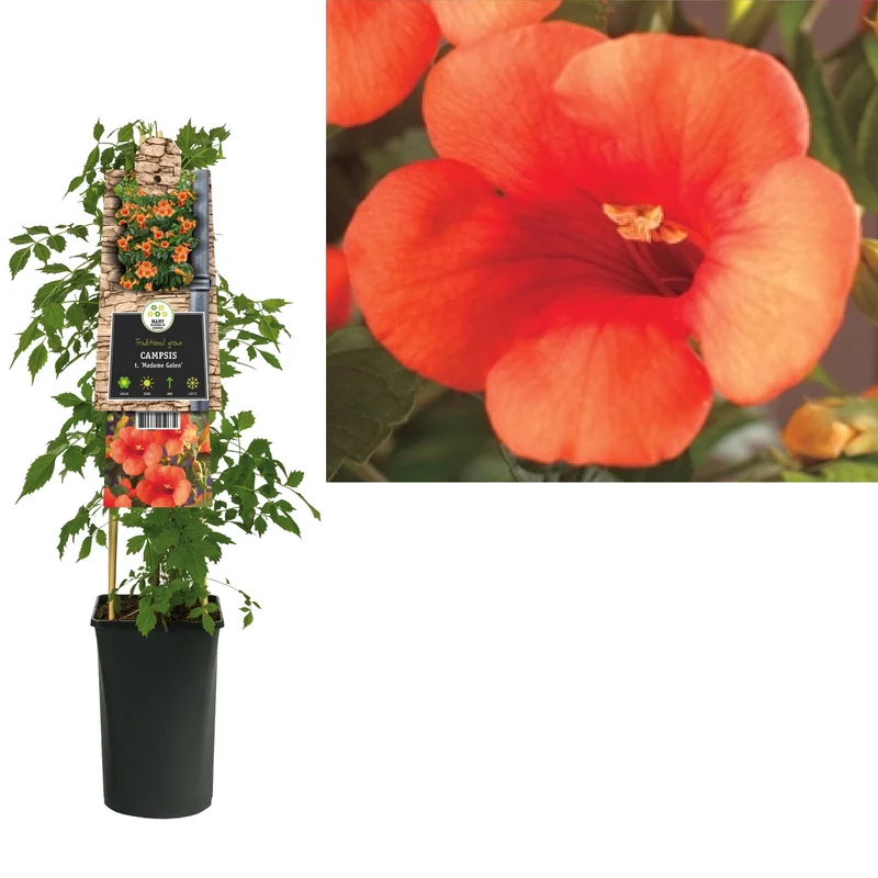 Kletterpflanze Campsis t. Madame Galen (Trompetenblume)