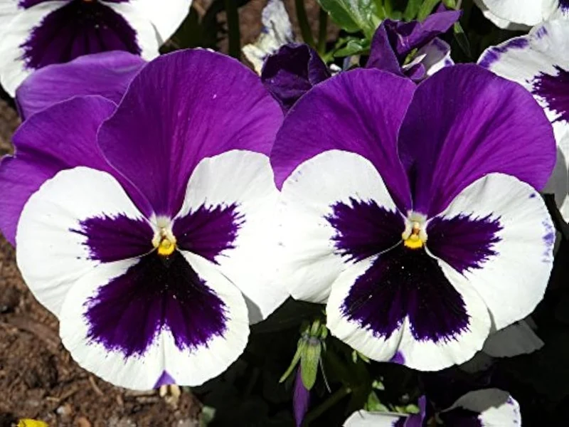 Purple & White Pansy Flower Seeds , Stunning Bi-Color Blooms, Non-GMO