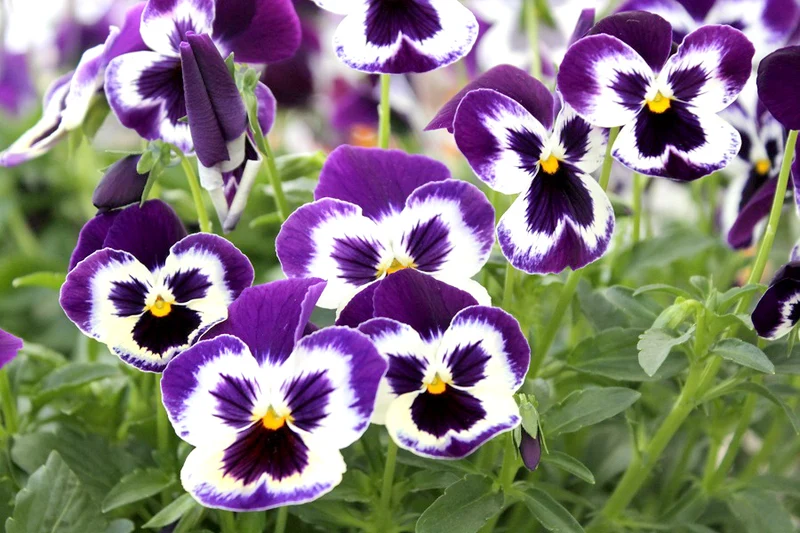 Purple & White Pansy Flower Seeds , Stunning Bi-Color Blooms, Non-GMO