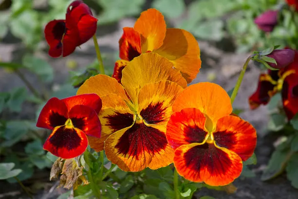 Orange & Yellow Pansy Flower Seeds,Bright Bi-Color Blooms, Non-GMO