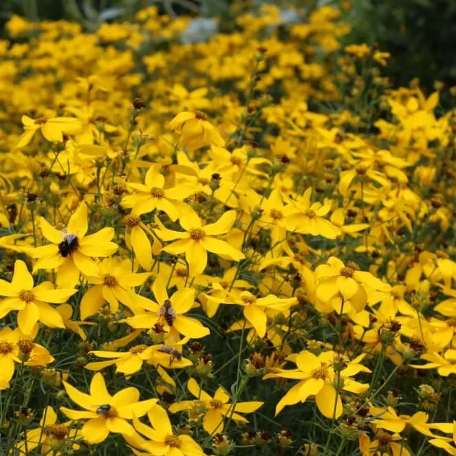 Mädchenauge 'Grandiflora' Gelb