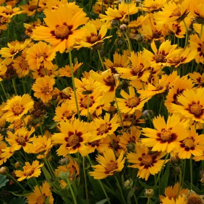 Mädchenauge 'Grandiflora' Gelb