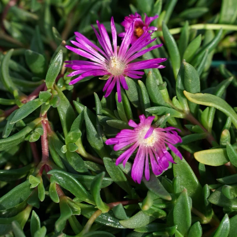 Mittagsblume 'Table Mountain' Purpur