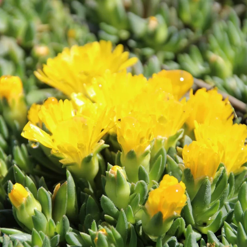 Mittagsblume Gelb