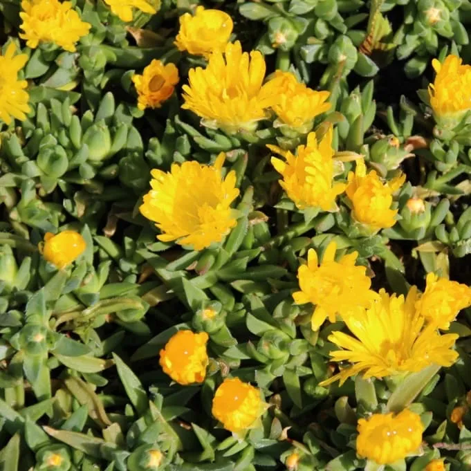 Mittagsblume Gelb