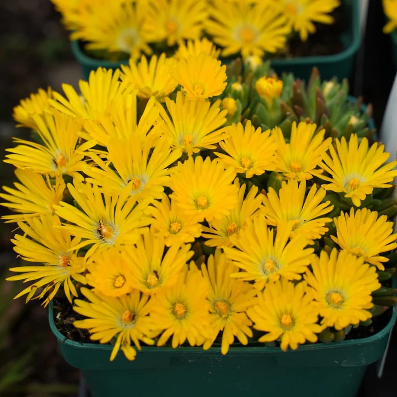 Mittagsblume Gelb
