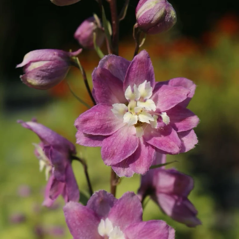 Rittersporn 'Astolat' Rosa