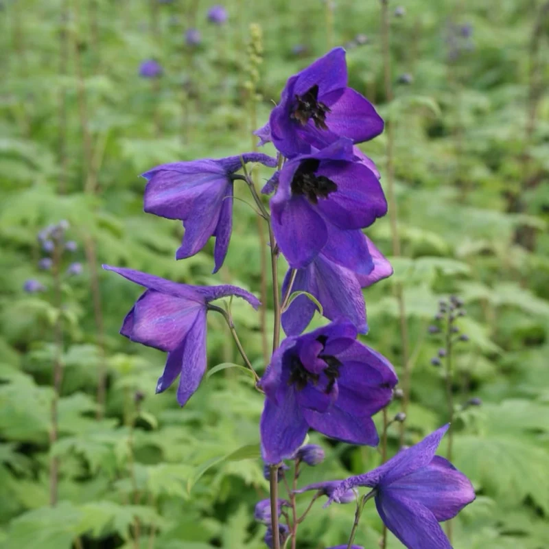 Rittersporn 'Black Knight' Blau