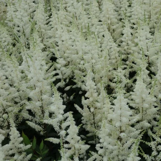 Prachtspiere 'Happy Spirit'® Weiß