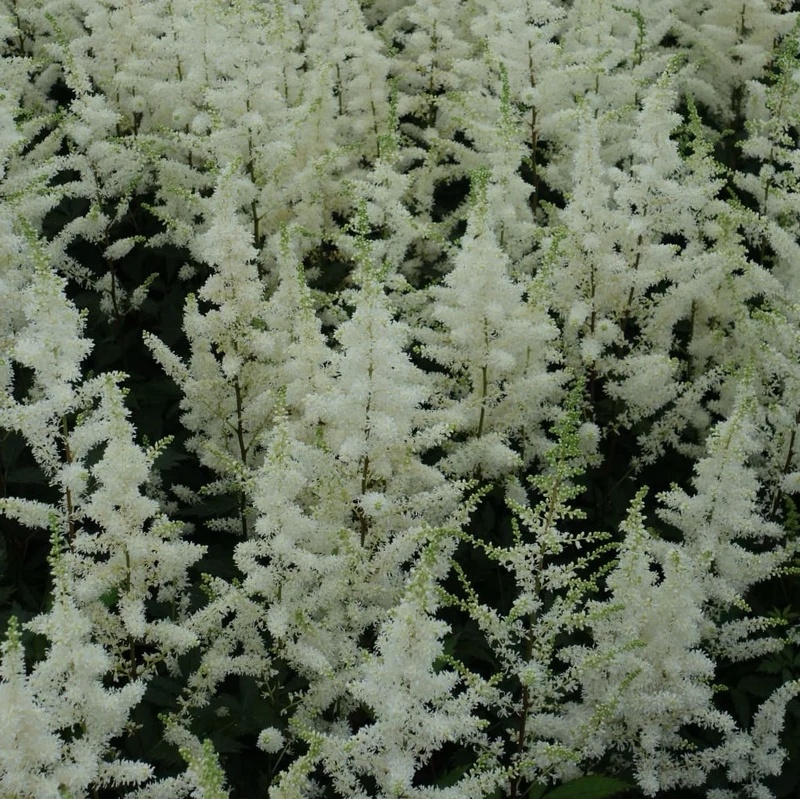 Prachtspiere 'Happy Spirit'® Weiß