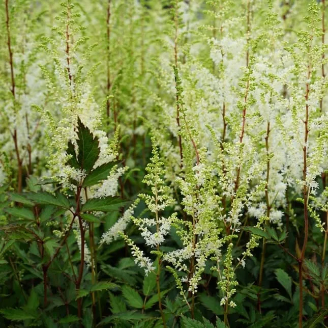 Prachtspiere 'Happy Spirit'® Weiß
