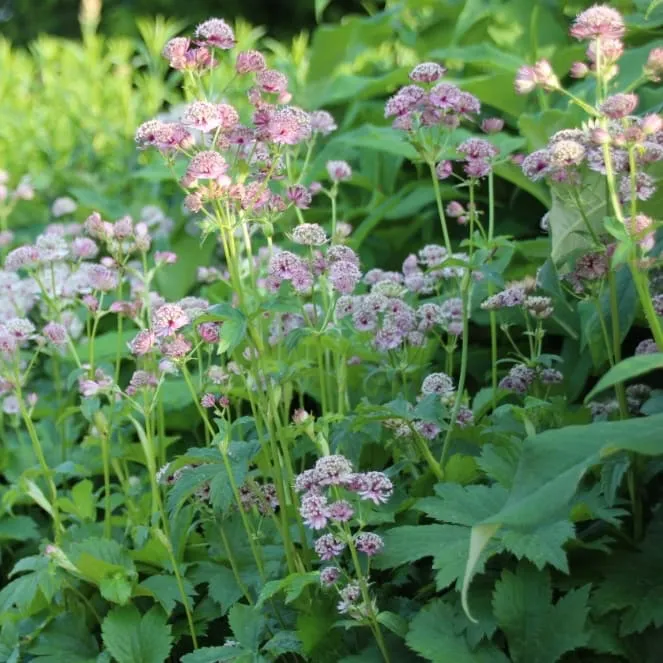Sterndolde Rosa