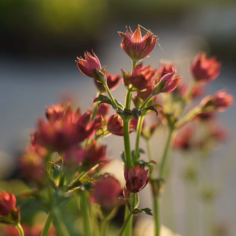 Sterndolde 'Roma'® Rosa