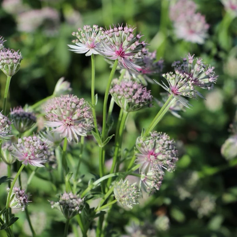 Sterndolde 'Roma'® Rosa