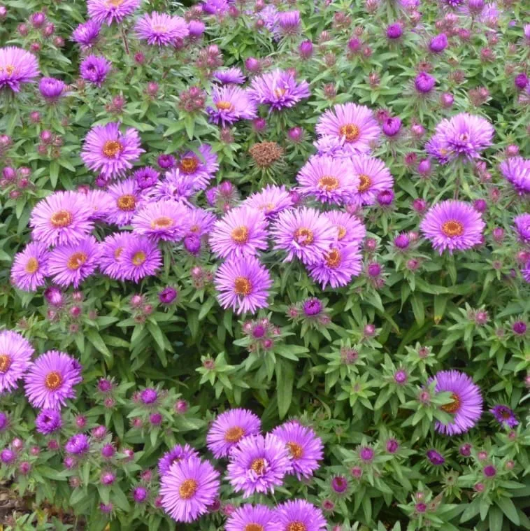 Rauhblatt-Aster 'Pruple Dome' Violett