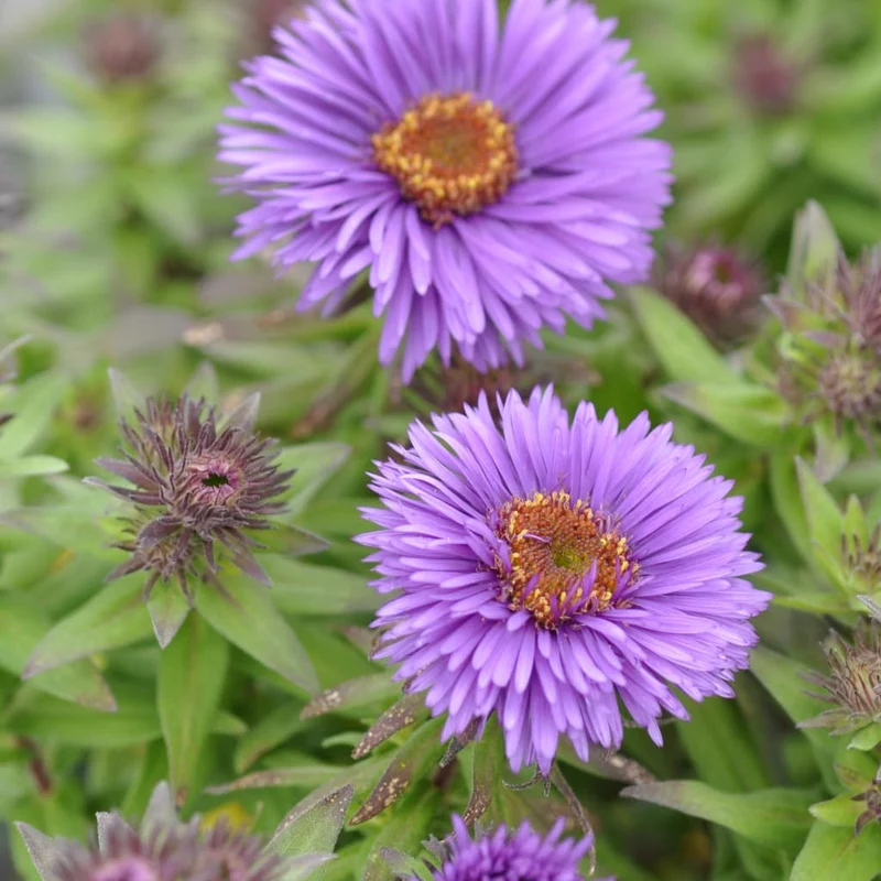 Rauhblatt-Aster 'Pruple Dome' Violett