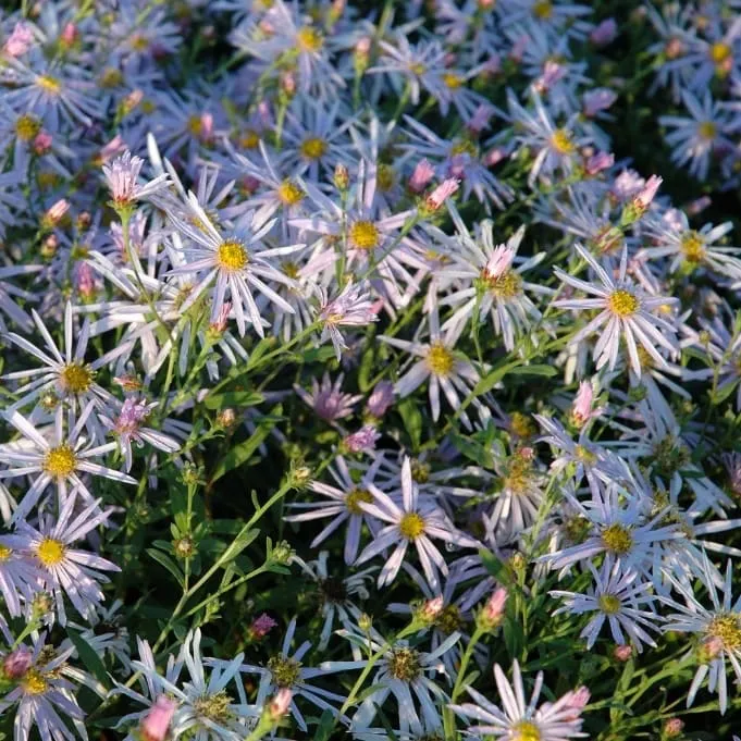 Pyrenäen-Aster 'Lutetia' Lila