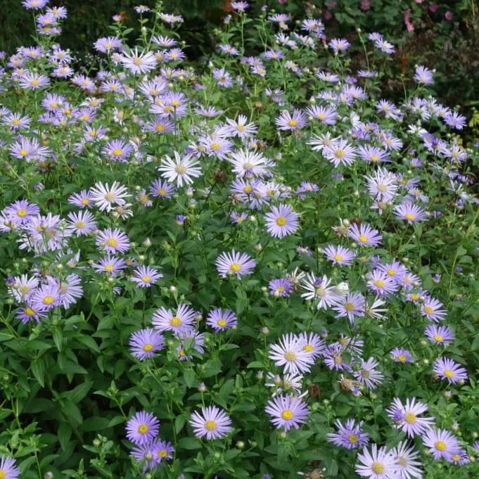 Pyrenäen-Aster 'Lutetia' Lila