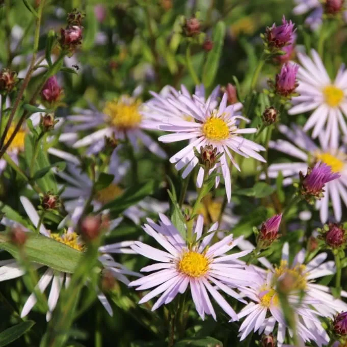 Pyrenäen-Aster 'Lutetia' Lila