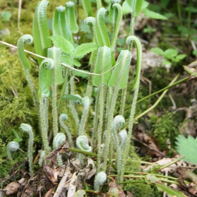 Hirschzungenfarn