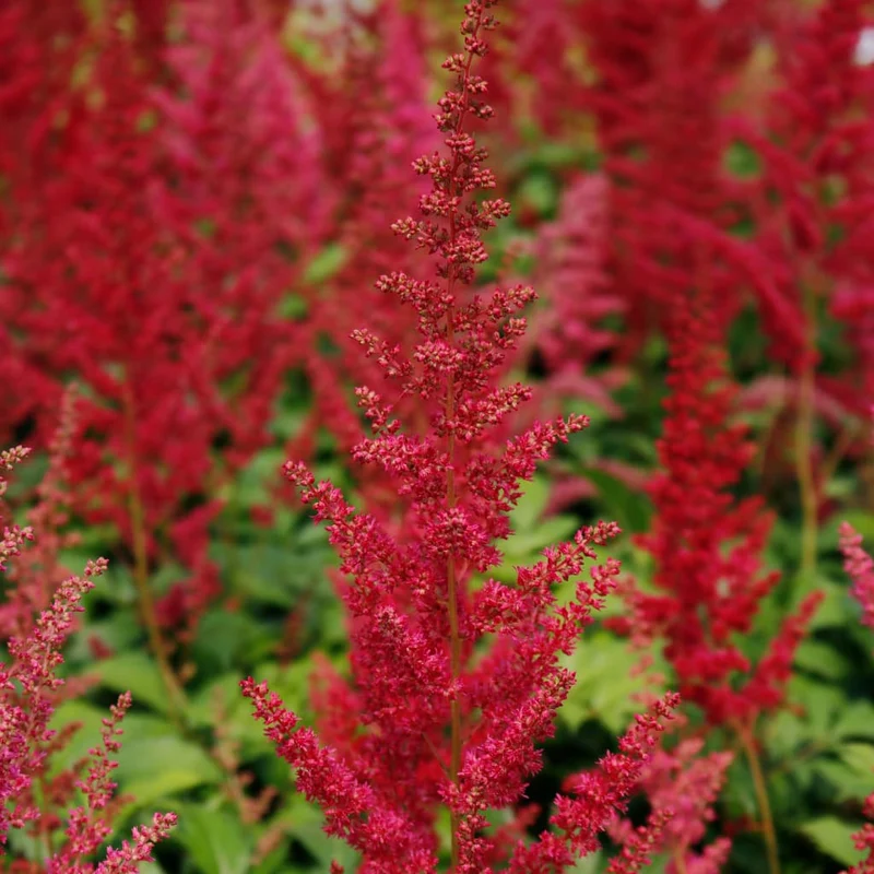 Prachtspiere 'Fanal' Rot