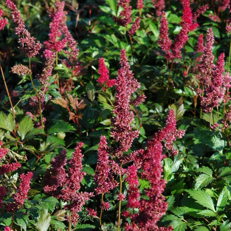 Prachtspiere 'Fanal' Rot