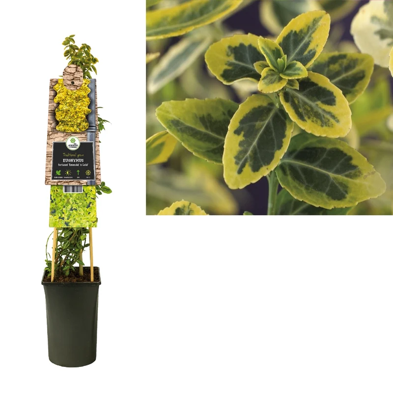 Kletterpflanze Euonymus fortunei Emerald n Gold (Kernbeißer)