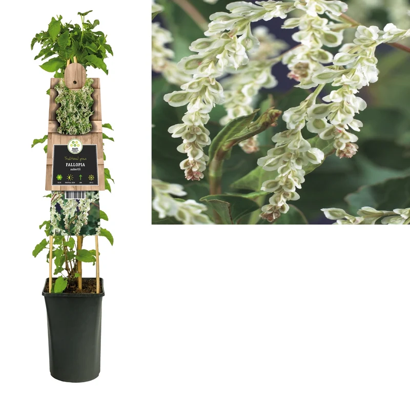 Kletterpflanze Fallopia aubertii (Brautschleier)