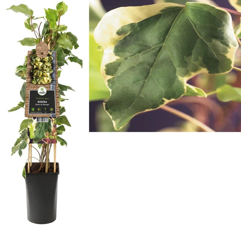 Efeu (Hedera Gloire de Marengo)