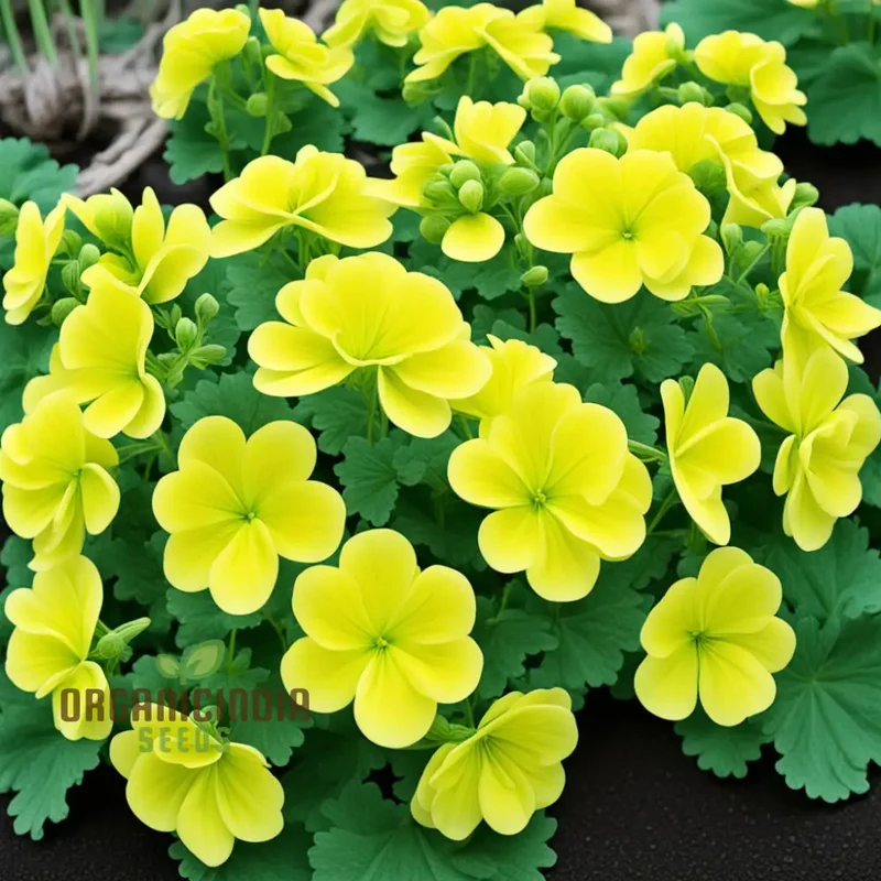 Greenish-Yellow Geranium Flower Seeds, Unique Vibrant Blooms, Non-GMO
