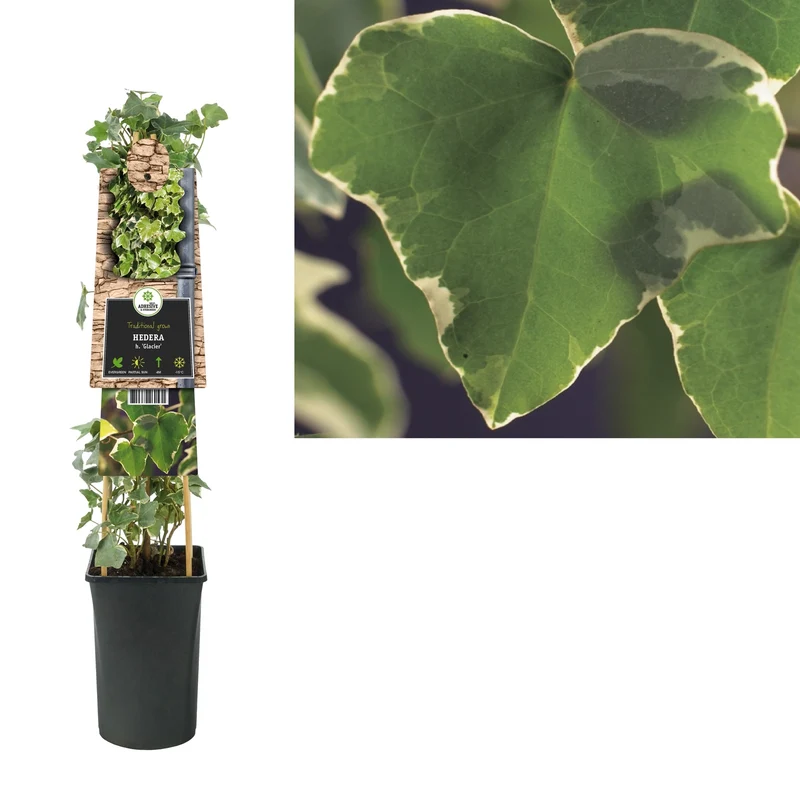 Efeu (Hedera h.) Gletscher