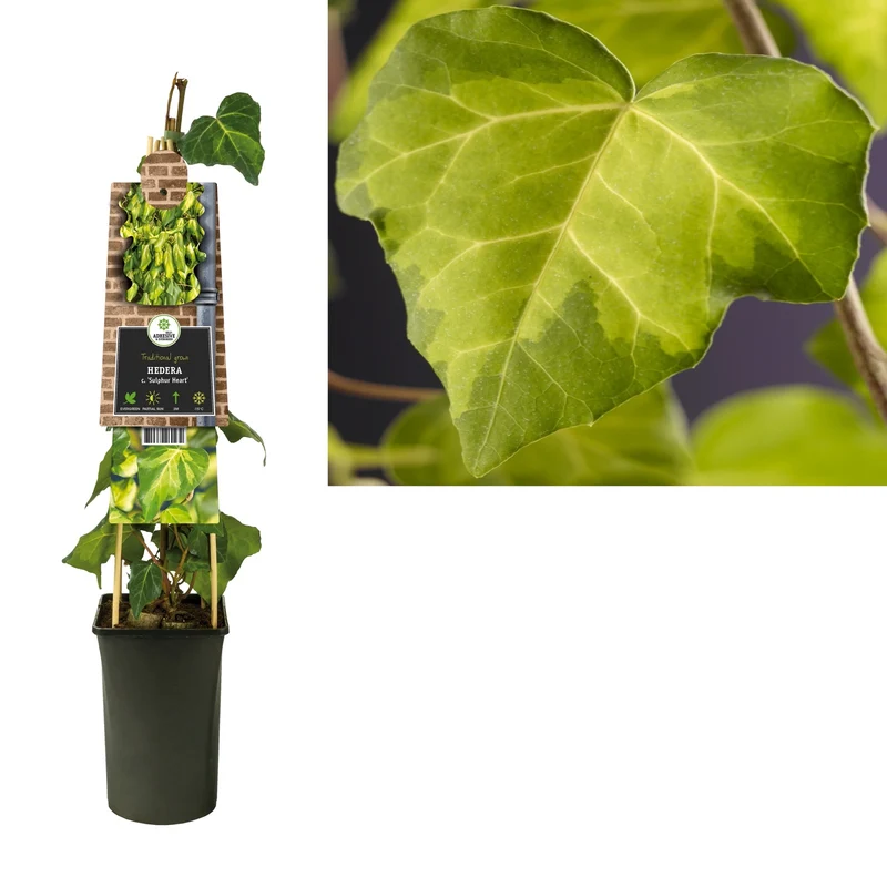 Efeu (Hedera c.) Schwefelherz