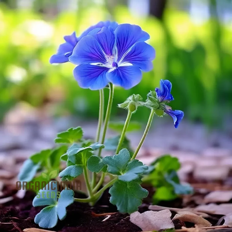 Blue Geranium Flower Seeds, Rare Vibrant Blooms, Easy to Grow, Non-GMO