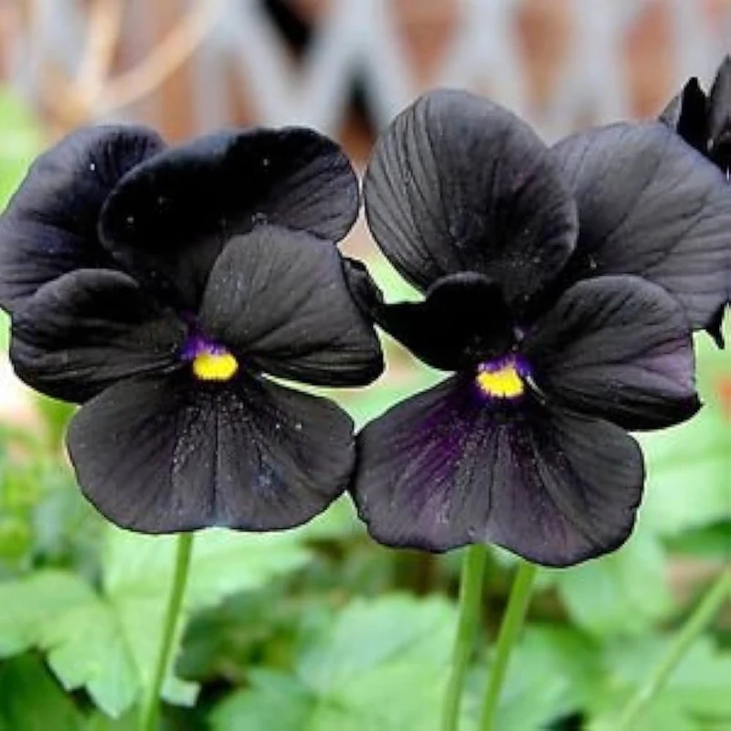 Black Pansy Flower Seeds – Exotic Dark Blooms for Garden Planting